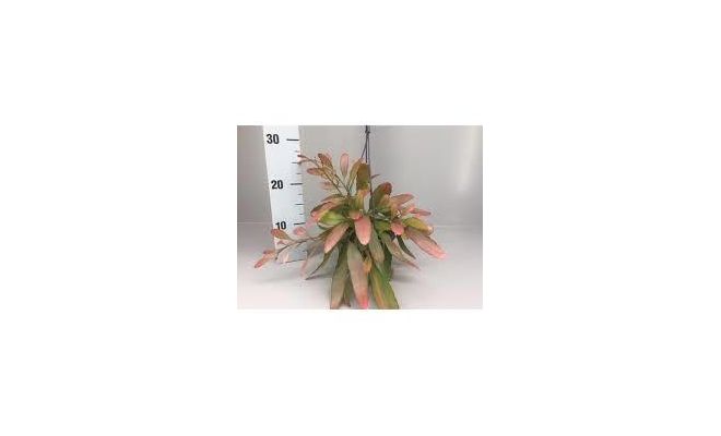 Rhipsalis Red Coral (Hangplant), pot 14 cm, h 30 cm