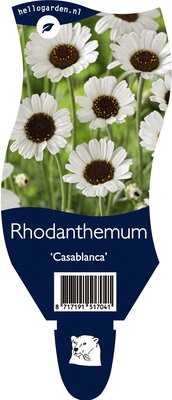 Rhodanthemum  'Casablanca, pot 15 cm, h 30 cm