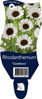 Rhodanthemum  'Casablanca, pot 15 cm, h 30 cm