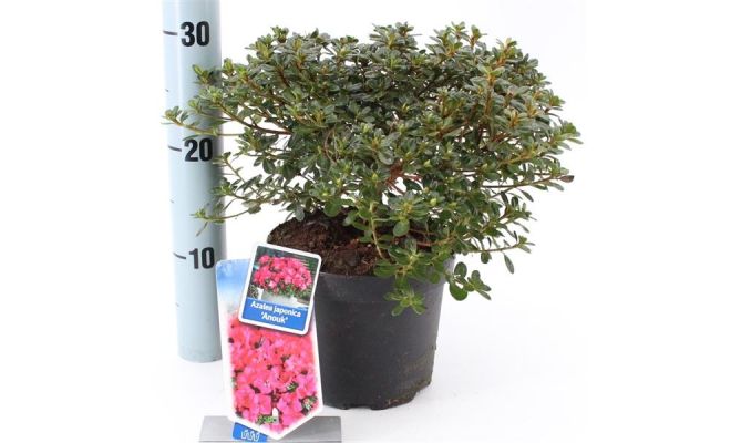 Rhododendron (AJ) 'Anouk', pot 17, h 30 cm - afbeelding 1