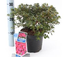 Rhododendron (AJ) 'Anouk', pot 17, h 30 cm - afbeelding 1