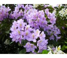 Rhododendron (AJ) 'Takako'  lila, pot 21 cm, h 25 cm