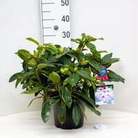 Rhododendron 'Blue Peter' paars, pot 22 cm, h 35 cm