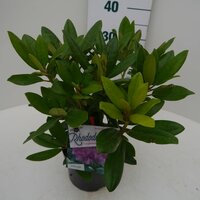 rhododendron cat grandiflorum, pot 21, h 40 cm - afbeelding 4