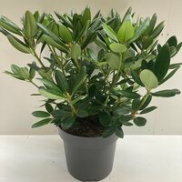 rhododendron cat grandiflorum, pot 21, h 40 cm - afbeelding 3