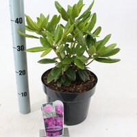 rhododendron cat grandiflorum, pot 21, h 40 cm - afbeelding 1