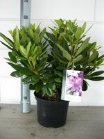 rhododendron cat grandiflorum, pot 21, h 40 cm - afbeelding 2