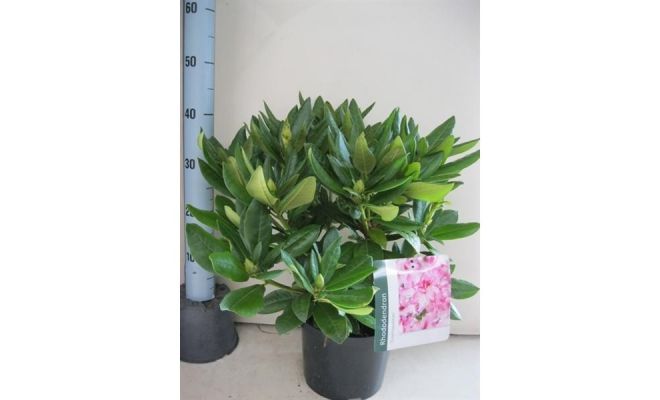 Rhododendron 'Cosmopolitan' - afbeelding 1