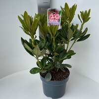 Rhododendron 'Cosmopolitan' - afbeelding 2