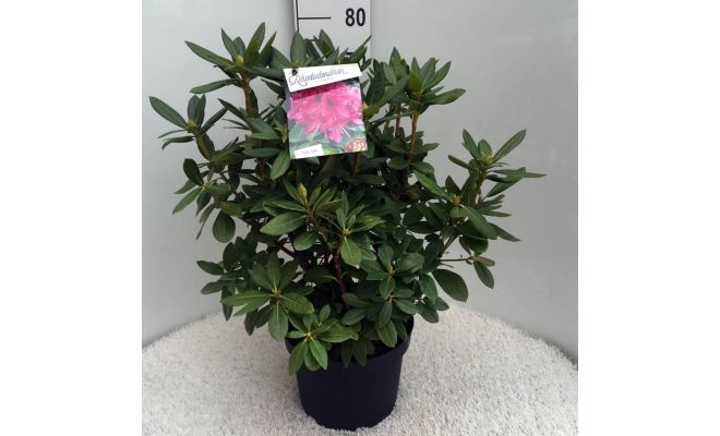 Rhododendron  'Cosmopolitan' ' p23cm h40cm - afbeelding 1