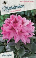 Rhododendron  'Cosmopolitan' ' p23cm h40cm - afbeelding 4