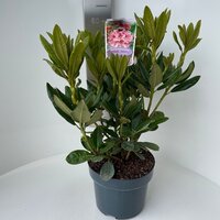 rhododendron cosmopolitan, pot 21, h 40 cm - afbeelding 4