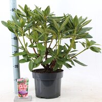 rhododendron cosmopolitan, pot 21, h 40 cm - afbeelding 3