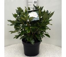 Rhododendron 'Cunningham's White'  p23cm h40cm - afbeelding 1