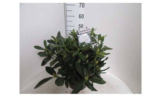 Rhododendron Cunningham's White, pot 27 cm, h 60 cm - afbeelding 1