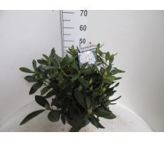 Rhododendron Cunningham's White, pot 27 cm, h 60 cm - afbeelding 1