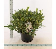 Rhododendron Cunningham's White, pot 27 cm, h 60 cm - afbeelding 2