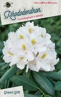 Rhododendron Cunningham's White, pot 27 cm, h 60 cm - afbeelding 3
