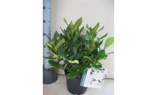 Rhododendron Cunninghams White,p23 h40cm - afbeelding 1