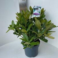 rhododendron cunninghams white, pot 21, h 40 cm - afbeelding 1