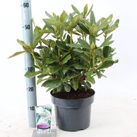 rhododendron cunninghams white, pot 21, h 40 cm - afbeelding 2