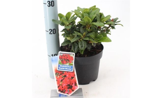 Rhododendron (DW) 'Scarlet Wonder, pot 17 cm, h 25 cm