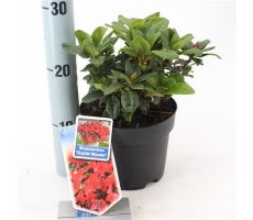 Rhododendron (DW) 'Scarlet Wonder, pot 17 cm, h 25 cm