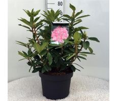 Rhododendron Etoile de Sleid p23cm h40cm