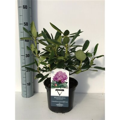 Rhododendron Evergreen White, pot 17 cm, h 40 cm