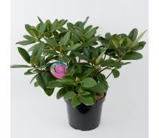 Rhododendron 'Germania' p26cm h50cm