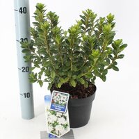 rhododendron hisako, pot 17, h 30 cm - afbeelding 1
