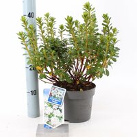 rhododendron hisako, pot 17, h 30 cm - afbeelding 3