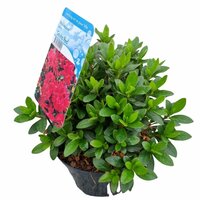 rhododendron (j) 'geisha red', pot 17, h 30 cm - afbeelding 1