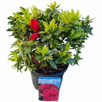 rhododendron (j) 'geisha red', pot 17, h 30 cm - afbeelding 2