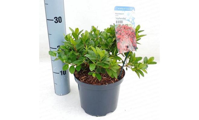 rhododendron (j) 'moederkensdag' pot 19, h 25 cm