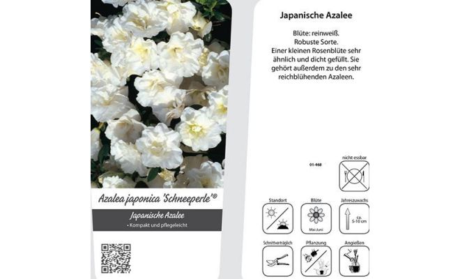 rhododendron (j) 'schneeperle'pot 19, h 25 cm