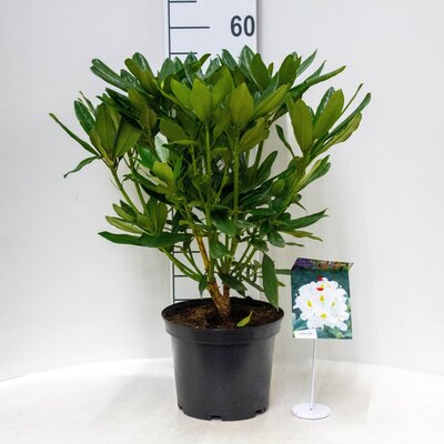 Rhododendron 'Madame Masson' wit, pot 22 cm, h 35 cm
