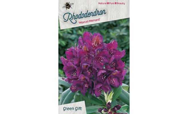 Rhododendron. 'Marcel Menard' paars, pot 23 cm, h 40 cm - afbeelding 1