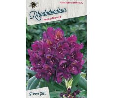 Rhododendron. 'Marcel Menard' paars, pot 23 cm, h 40 cm - afbeelding 1