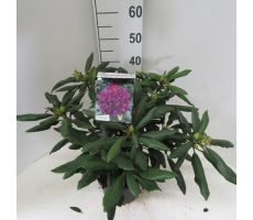 Rhododendron. 'Marcel Menard' paars, pot 23 cm, h 40 cm - afbeelding 2