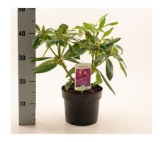 Rhododendron. 'Marcel Menard' paars, pot 23 cm, h 40 cm - afbeelding 3