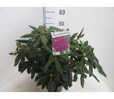 Rhododendron Marcel Menard, paars, pot 27 cm, h 60 cm - afbeelding 1