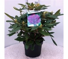 Rhododendron Marcel Menard, paars, pot 27 cm, h 60 cm - afbeelding 2