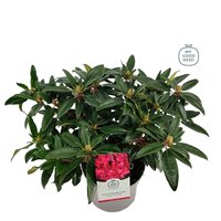 Rhododendron 'Marie Fortier'  p23cm h40cm - afbeelding 1