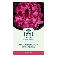 Rhododendron 'Marie Fortier'  p23cm h40cm - afbeelding 2