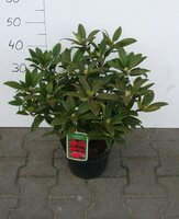 rhododendron mary forthy, pot 21, h 40 cm - afbeelding 1