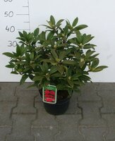 rhododendron mary forthy, pot 21, h 40 cm - afbeelding 2