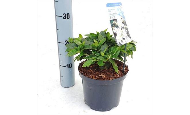 Rhododendron Mary Heleen, pot 19 cm, h 25 cm