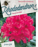 Rhododendron. 'Nova Zembla' rood, pot 23 cm, h 40 cm - afbeelding 2