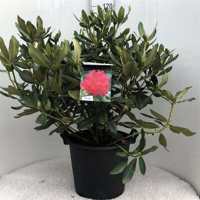 Rhododendron. 'Nova Zembla' rood, pot 23 cm, h 40 cm - afbeelding 1